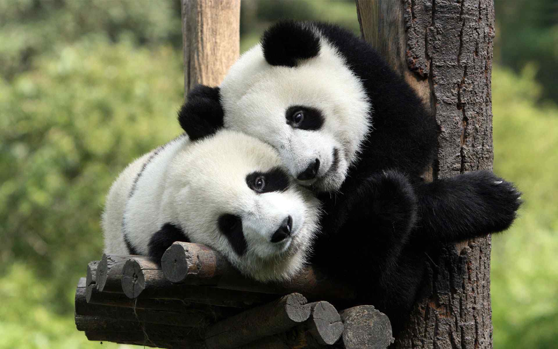 可爱大熊猫嬉闹图