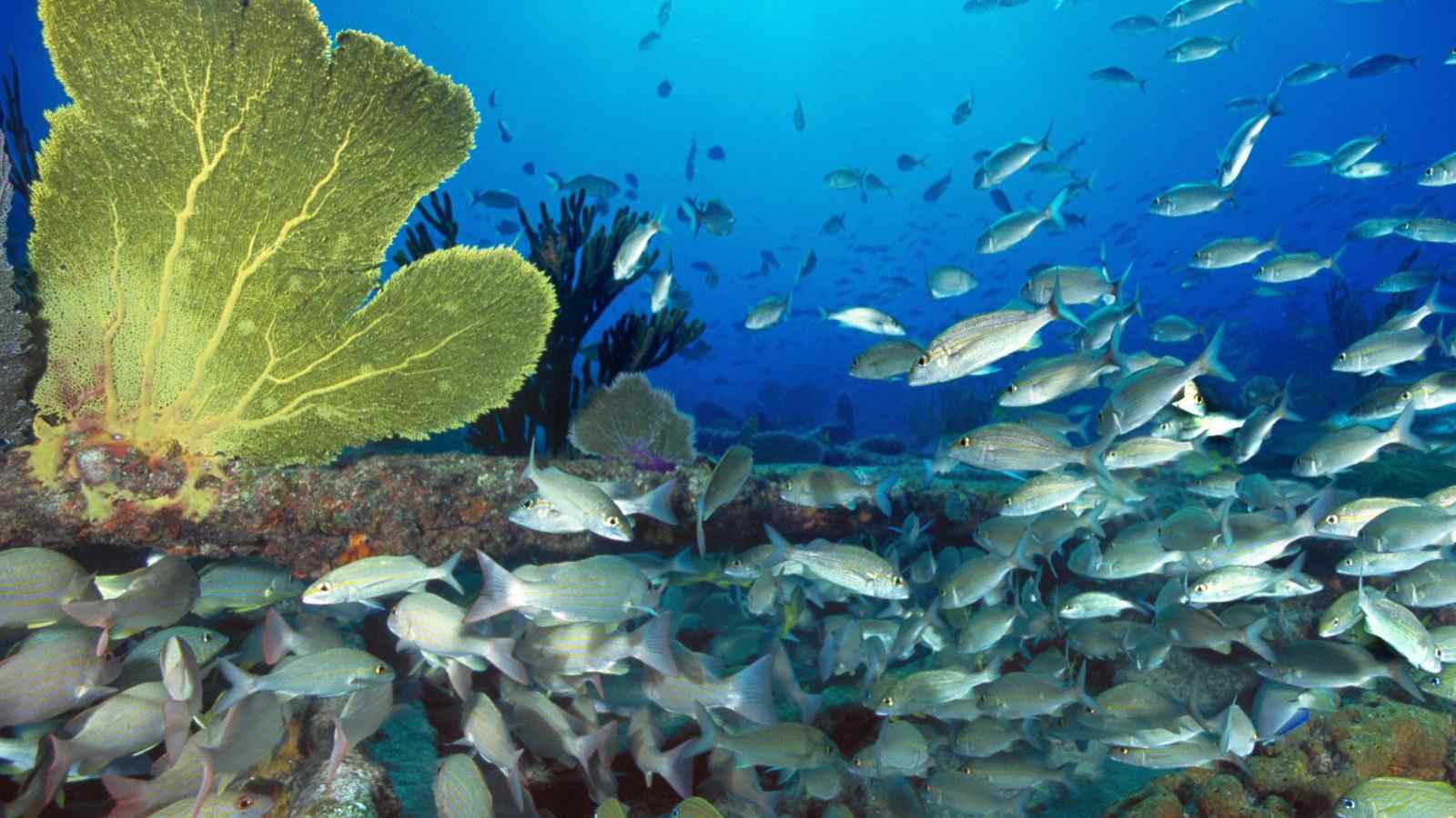 壮美海底鱼群壁纸