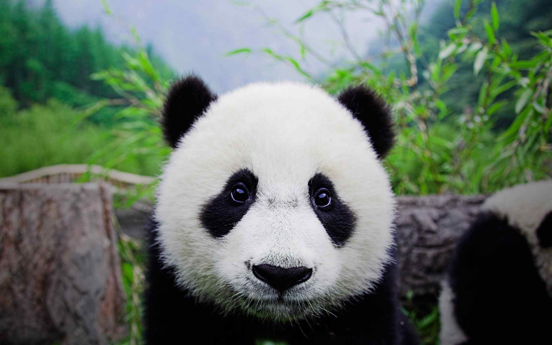 大熊猫卖萌风格壁纸