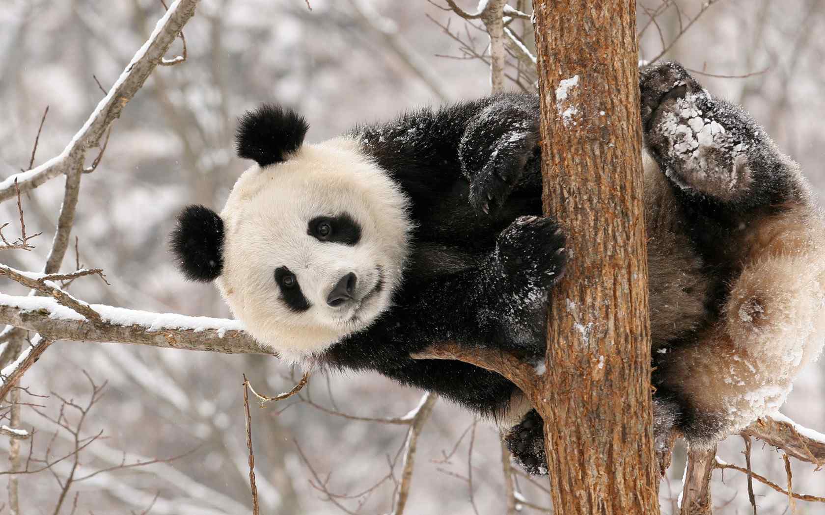 大熊猫冬日唯美图片