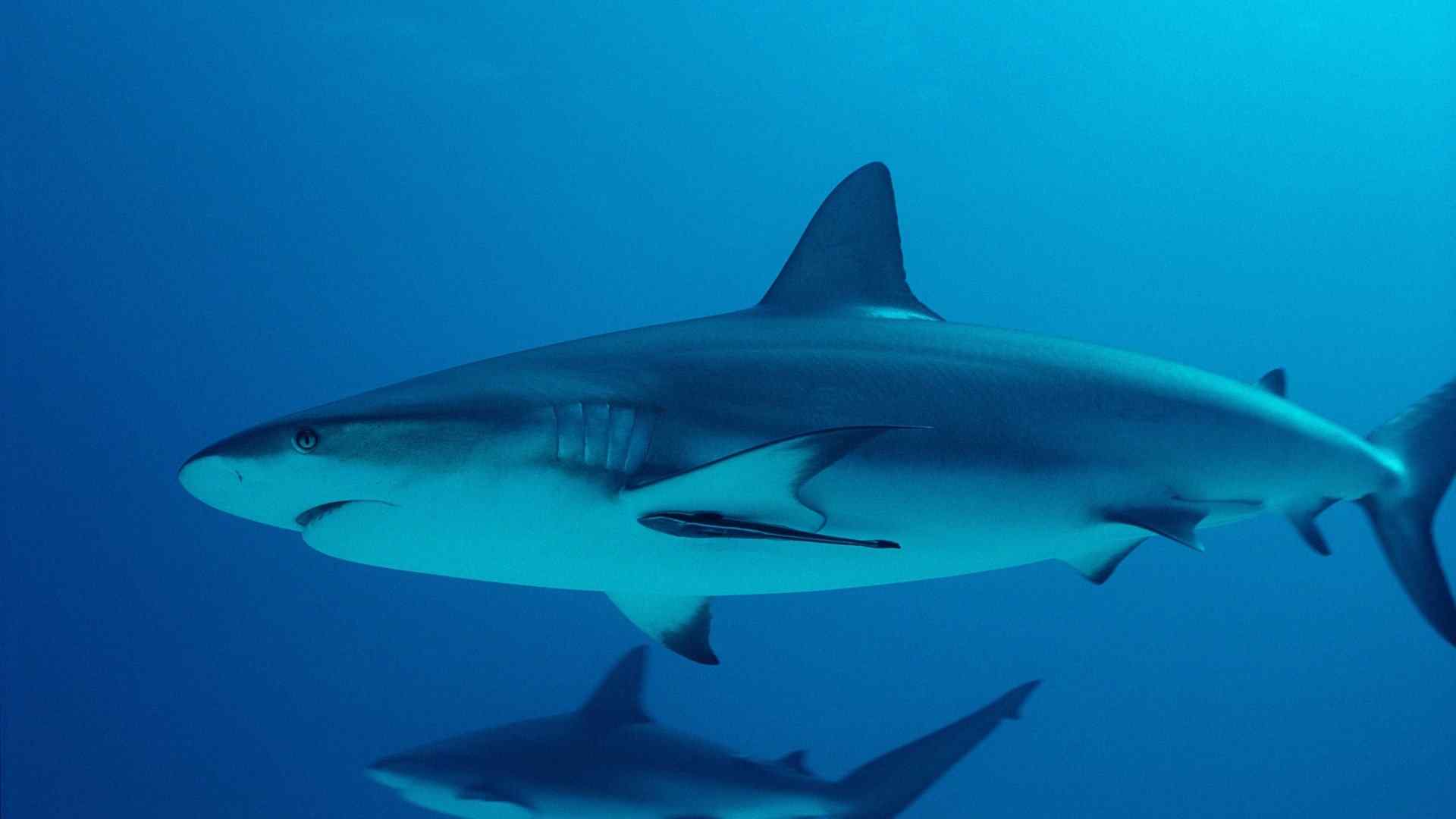 精选海洋生物大鲨鱼高清图片素材电脑桌面壁纸下载