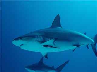 精选海洋生物大鲨鱼高清图片素材电脑桌面壁纸下载