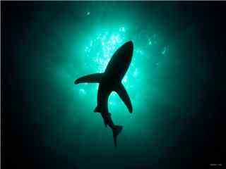 美丽海洋生物海中之王凶猛鲨鱼高清桌面壁纸