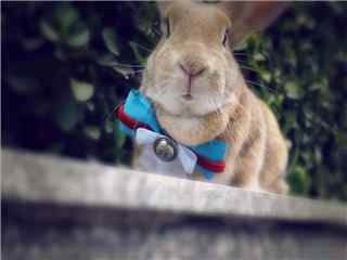 可爱动物小兔子电