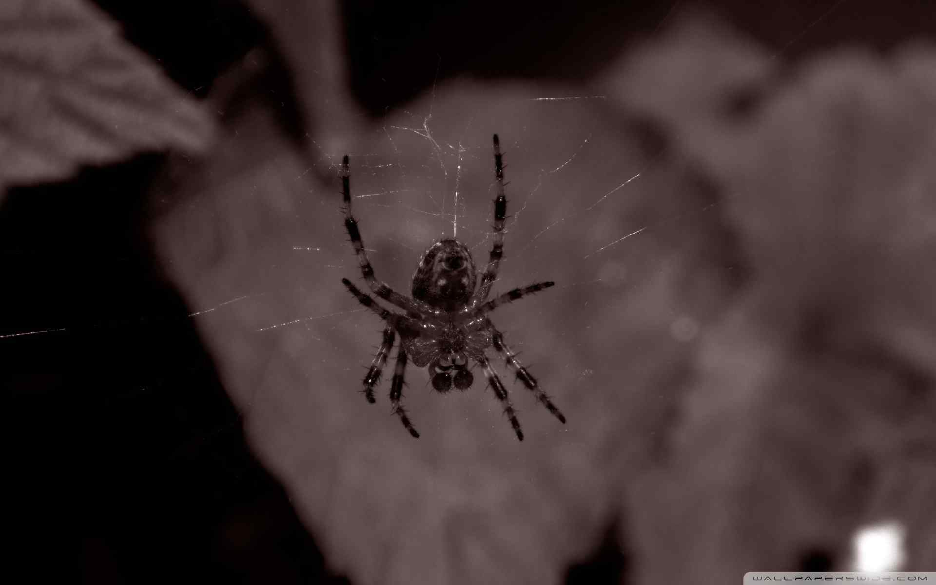  高清晰动物蜘蛛高清壁纸