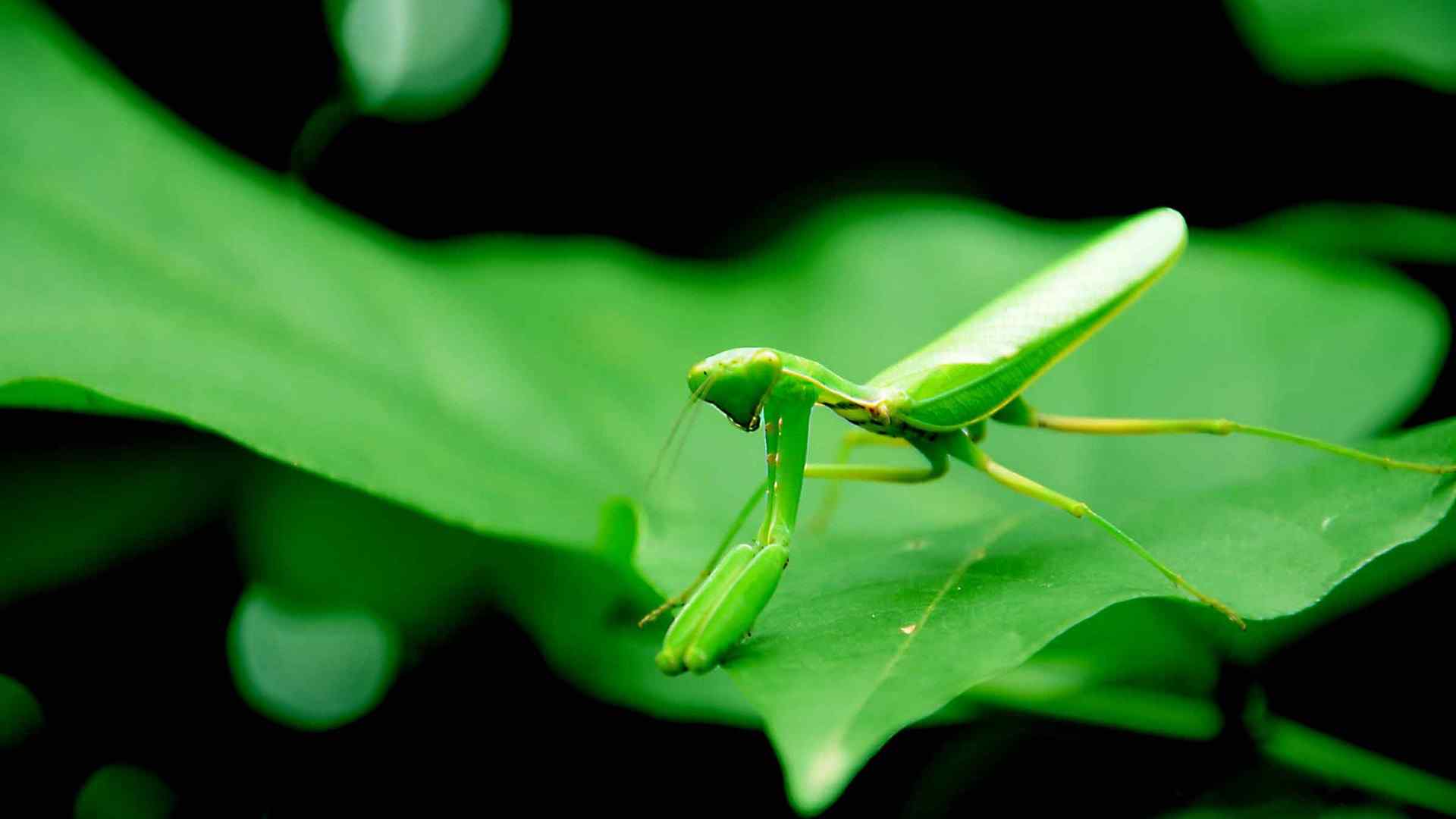 绿色昆虫螳螂桌面壁纸