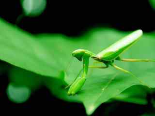 绿色昆虫螳螂桌面