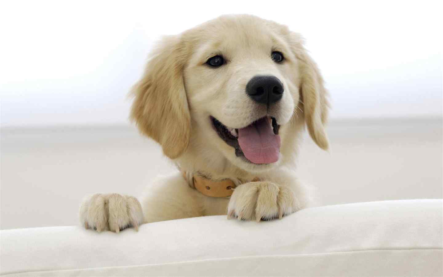可爱金毛幼犬吐舌头桌面壁纸