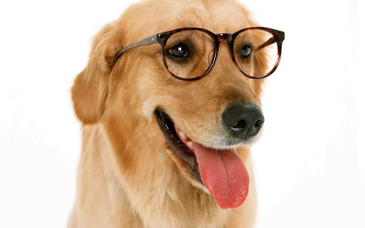 戴眼镜可爱金毛狗狗