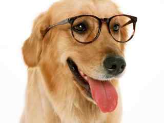 戴眼镜可爱金毛狗