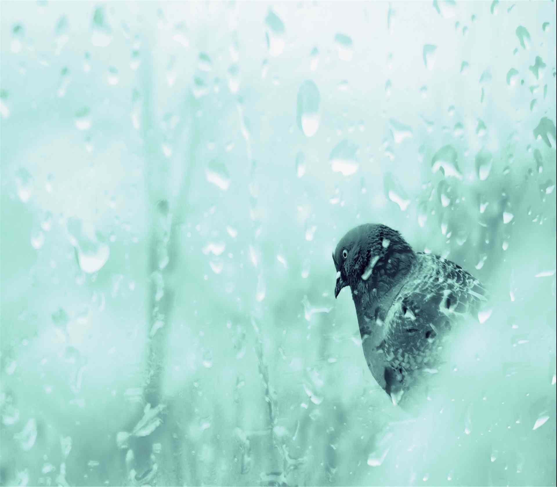 雨季窗外停留的黑色鸽子桌面图片下载