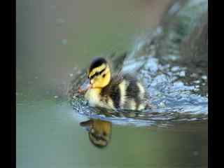 水中嬉戏的小鸭子