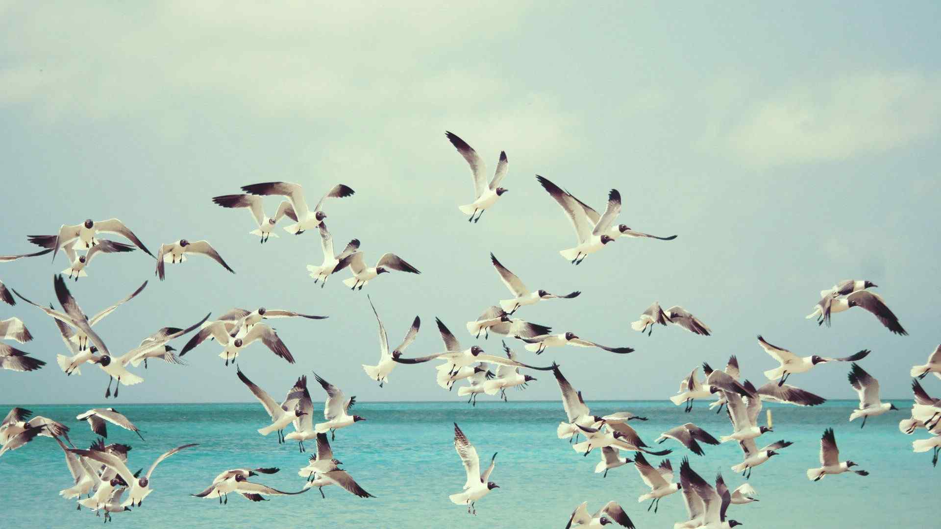 成群飞翔海鸥唯美风景桌面壁纸高清