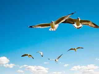 蓝天飞翔的海鸥唯美风景桌面壁纸高清