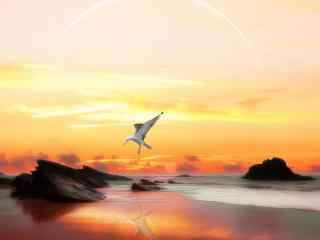 夕阳西下海鸥唯美