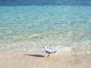 精选海边沙滩孤单海鸥高清图片桌面壁纸下载