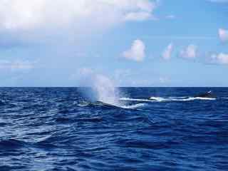 蓝天碧海鲸鱼海面喷水高清桌面壁纸
