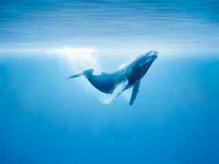 静谧唯美水下的鲸鱼纯净的蓝桌面壁纸