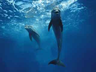 鲸鱼在蓝色静谧的水下畅游桌面壁纸