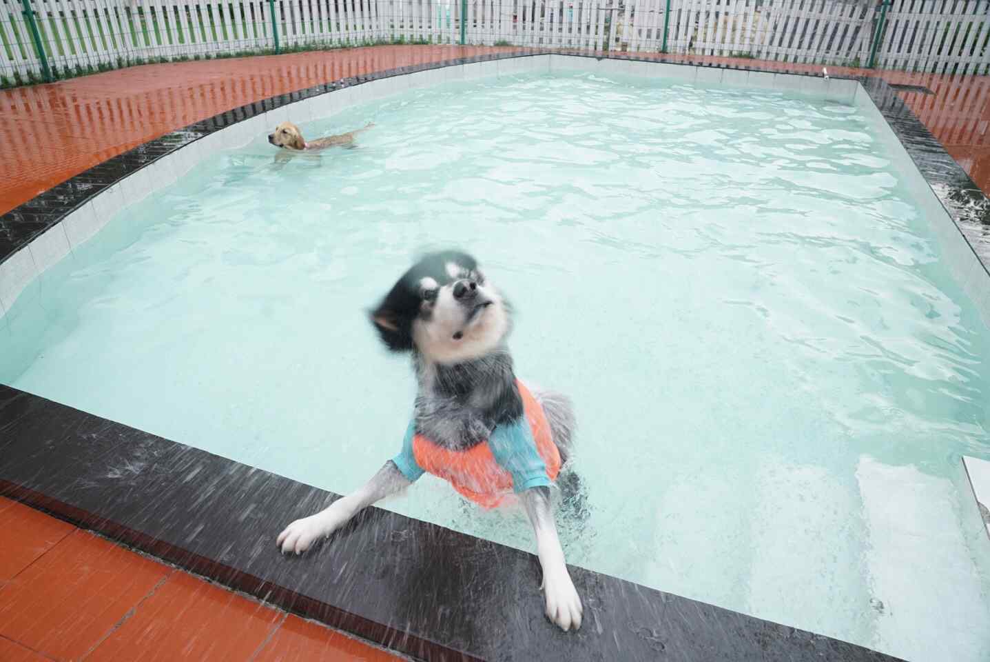 游完泳的阿拉斯加犬出水照桌面壁纸