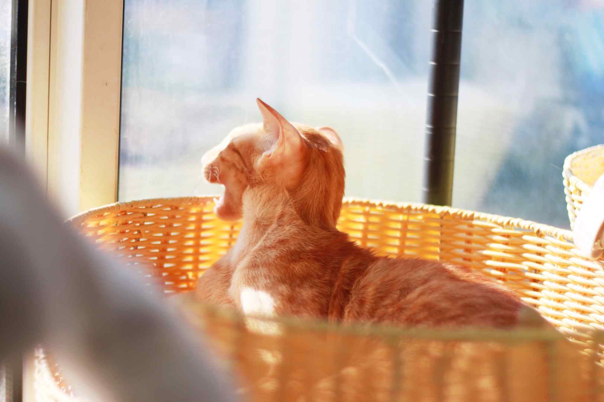 美丽的猫坐在阳台上，看着窗外。宠物是悲伤。头部特写。动物的主题照片摄影图片_ID:416570947-Veer图库