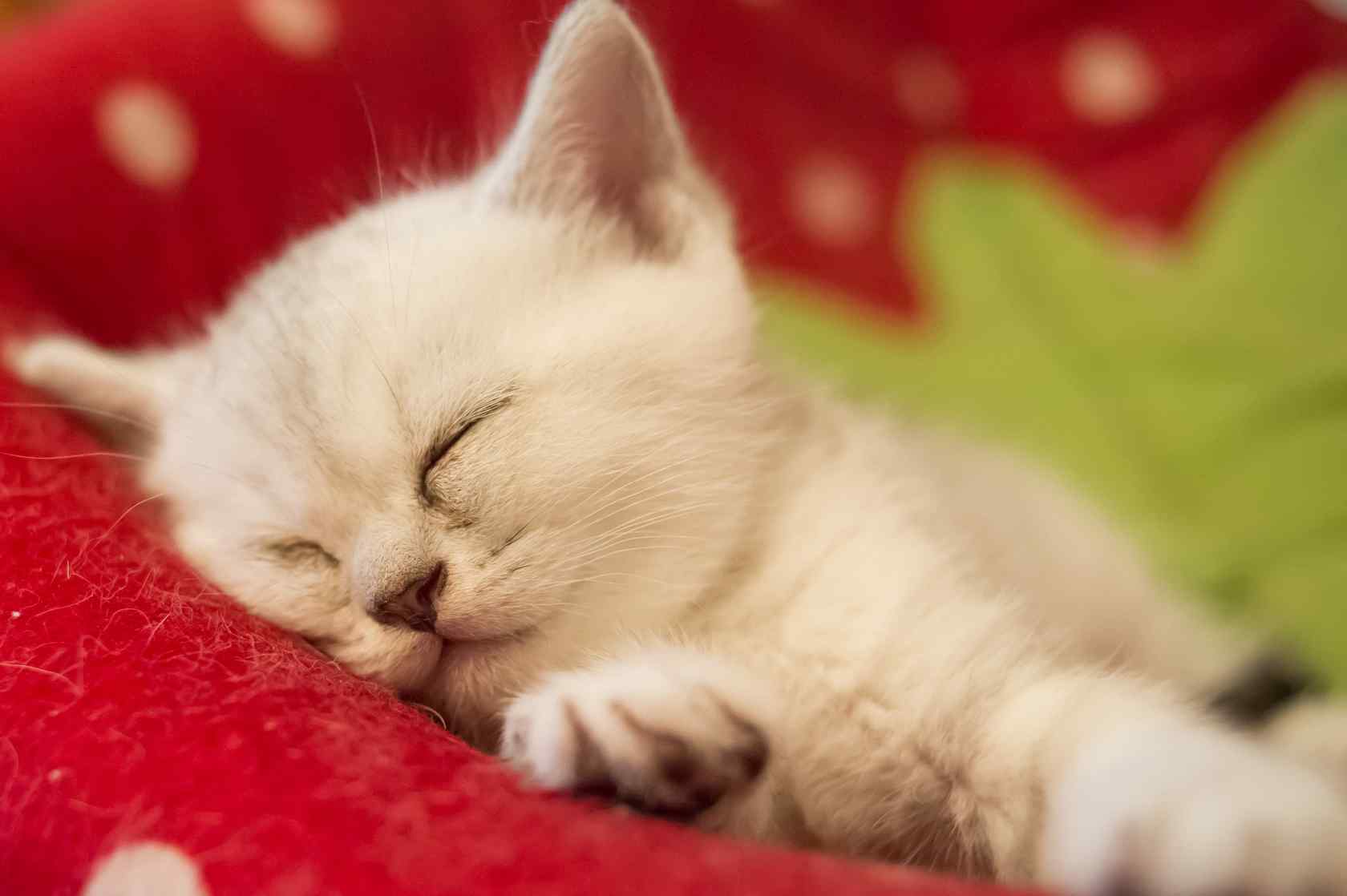 睡着的可爱英短小奶猫桌面壁纸