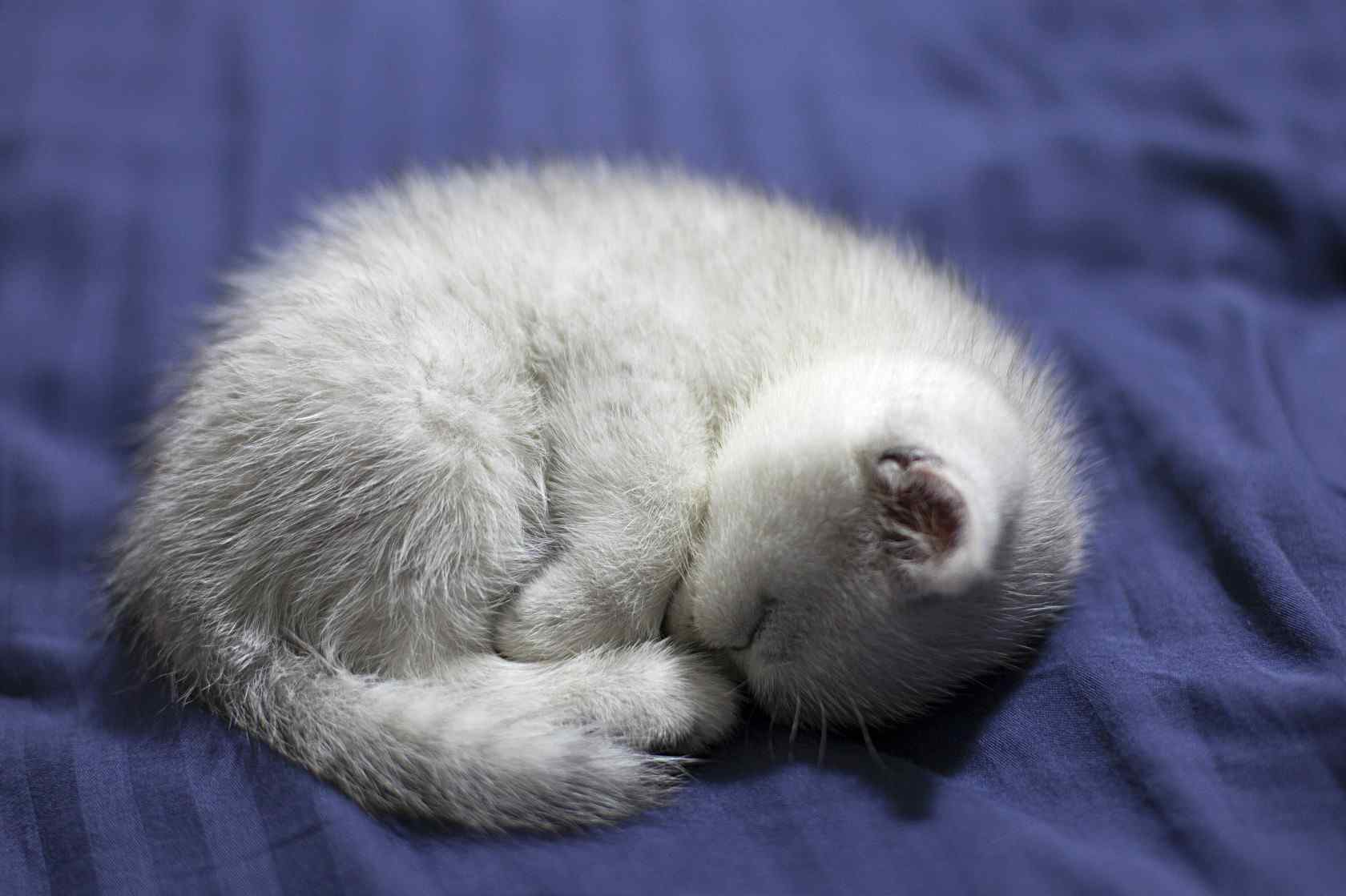 睡成一团的可爱英短小奶猫桌面壁纸
