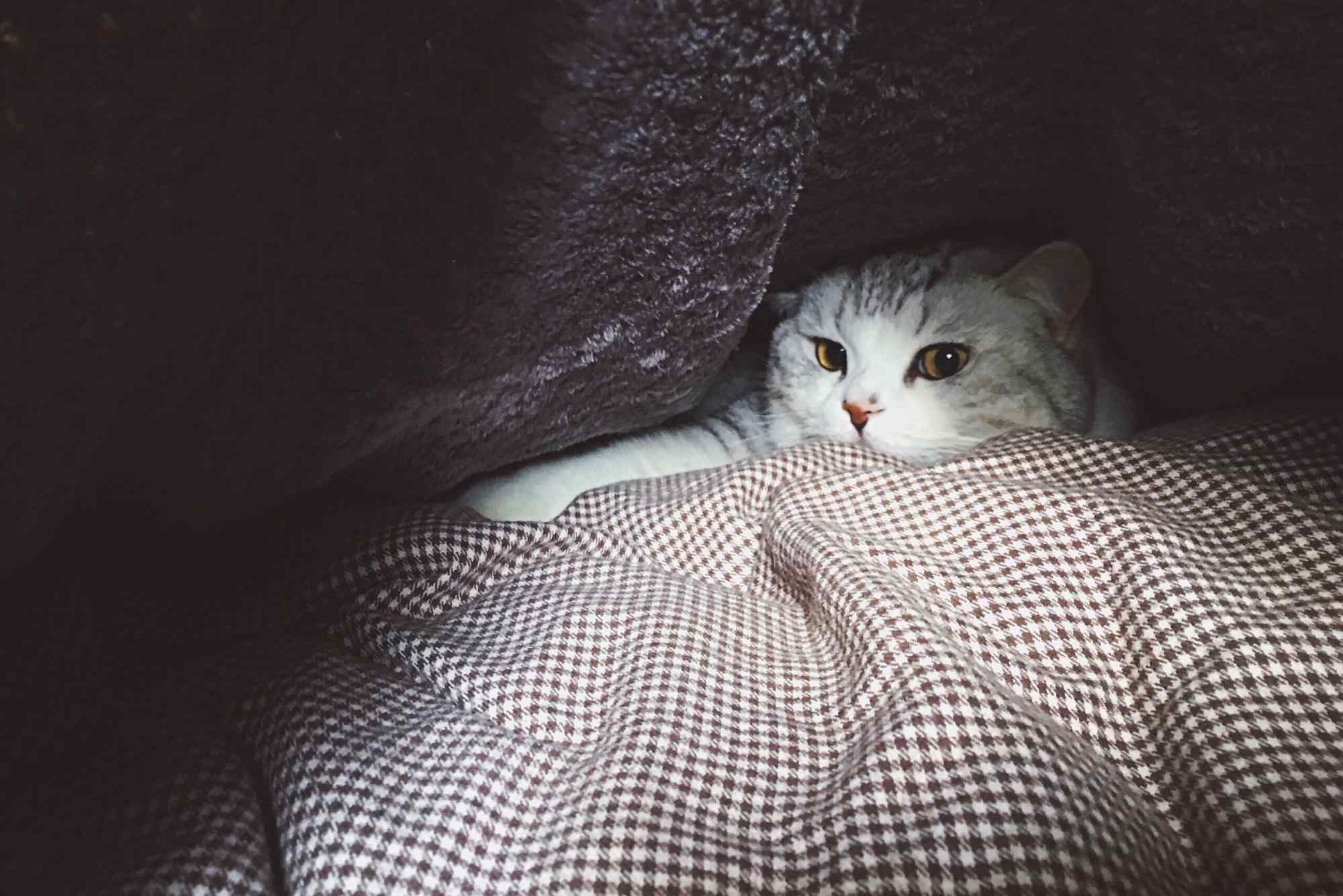 萌萌哒躲在角落里的可爱英短猫咪桌面壁纸