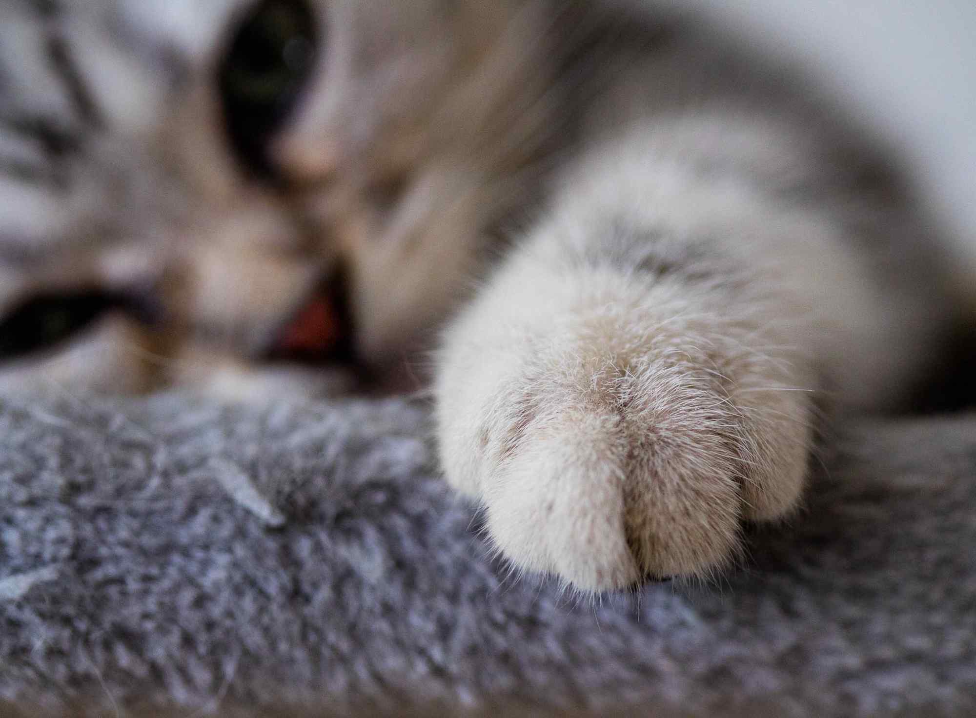 毛茸茸可爱美短小猫爪桌面壁纸
