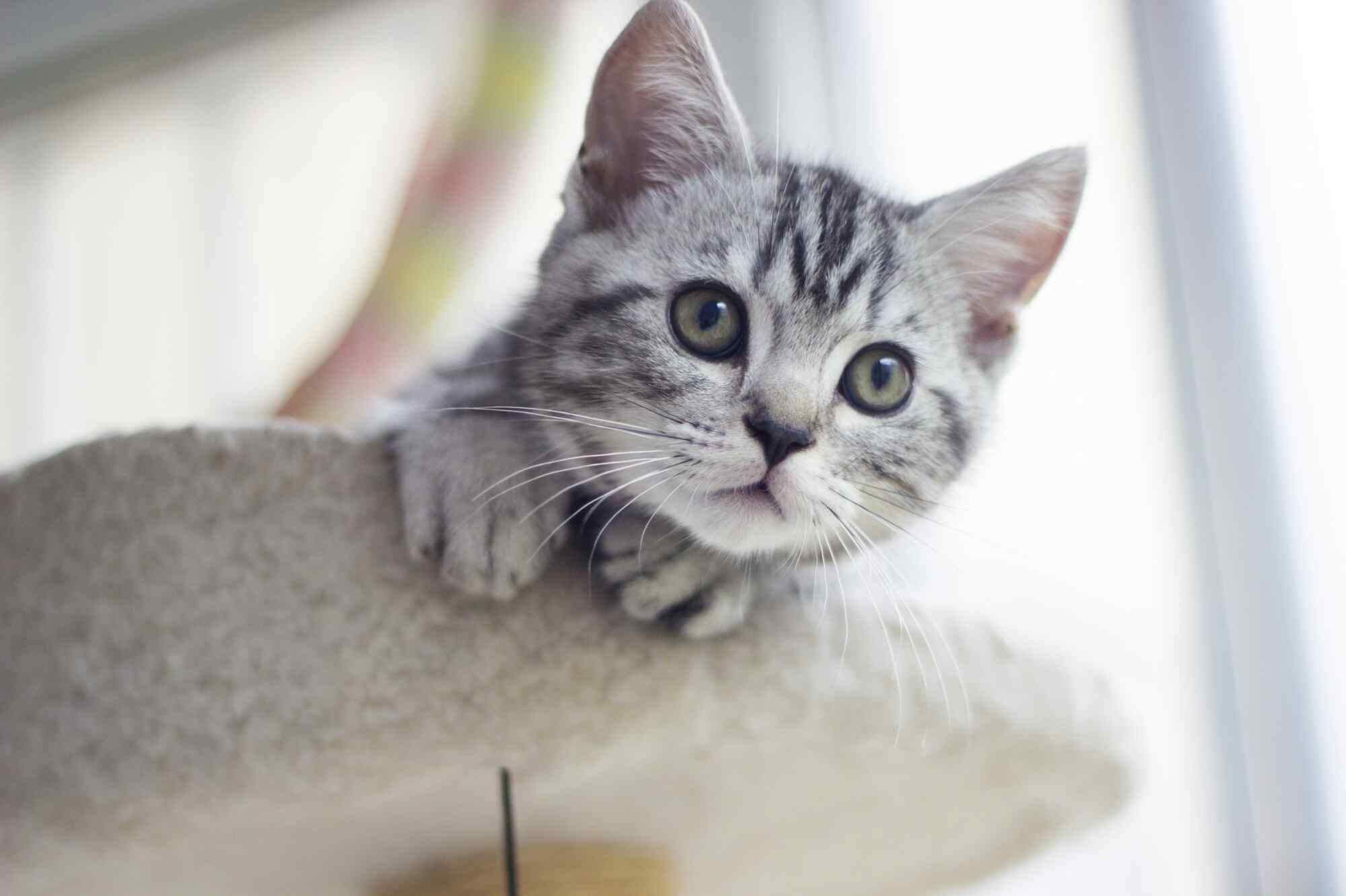 可爱美短小猫崽探头照桌面壁纸