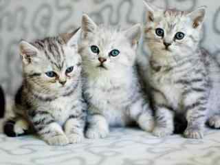 超萌美短小猫崽三兄弟合照桌面壁纸