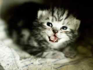 超萌的美短小奶猫张嘴叫桌面壁纸