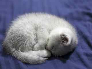 睡成一团的可爱英短小奶猫桌面壁纸