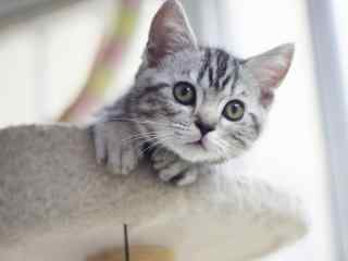 可爱美短小猫崽探头照桌面壁纸
