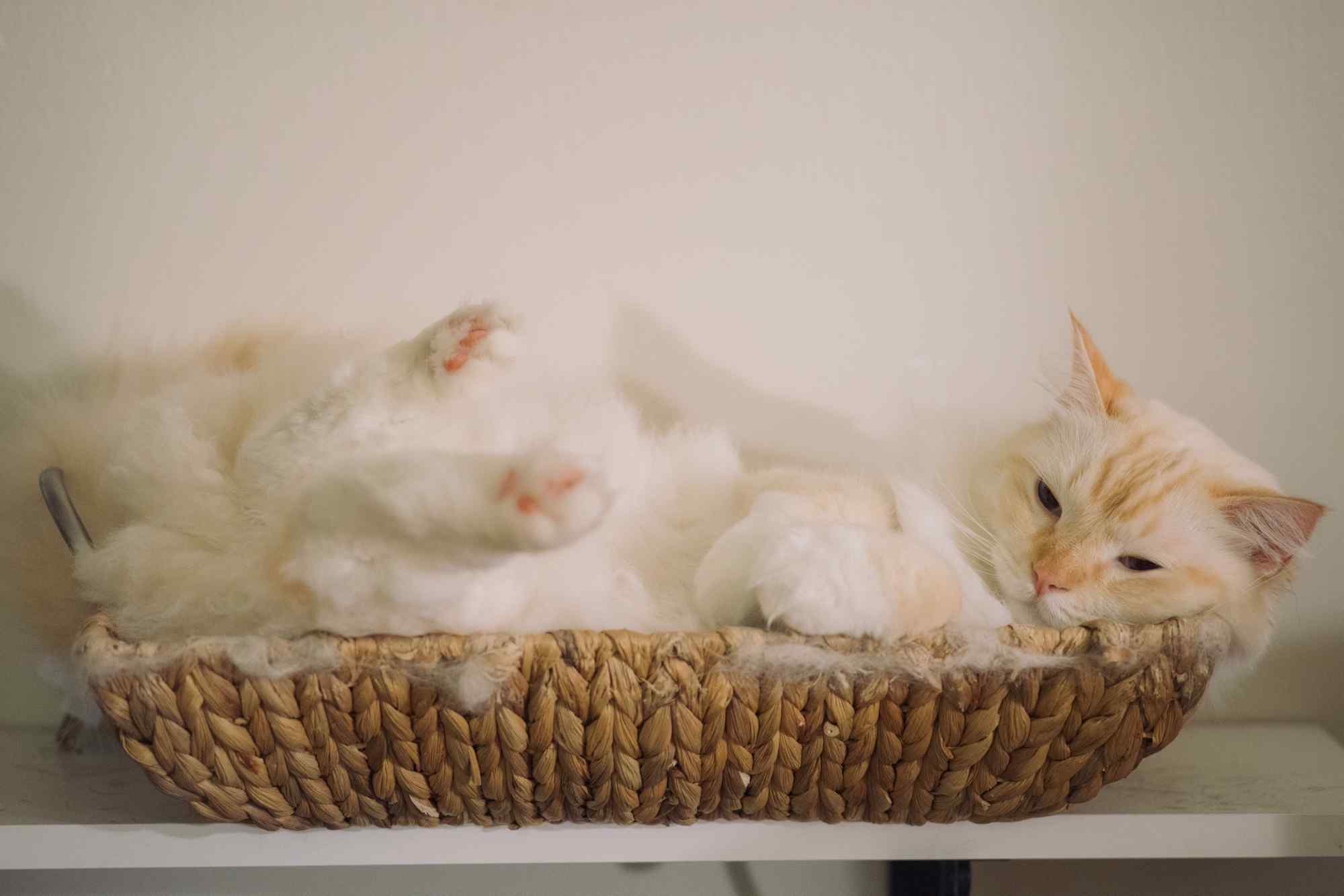 躺在篮子里的可爱小布偶猫桌面壁纸