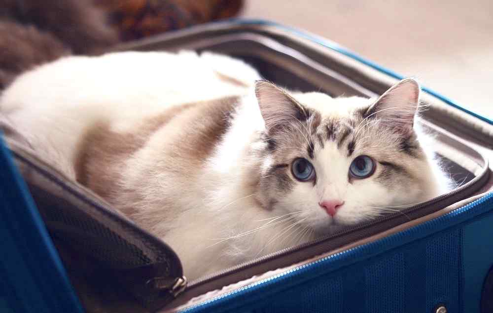 躲在行李箱里的可爱布偶猫桌面壁纸