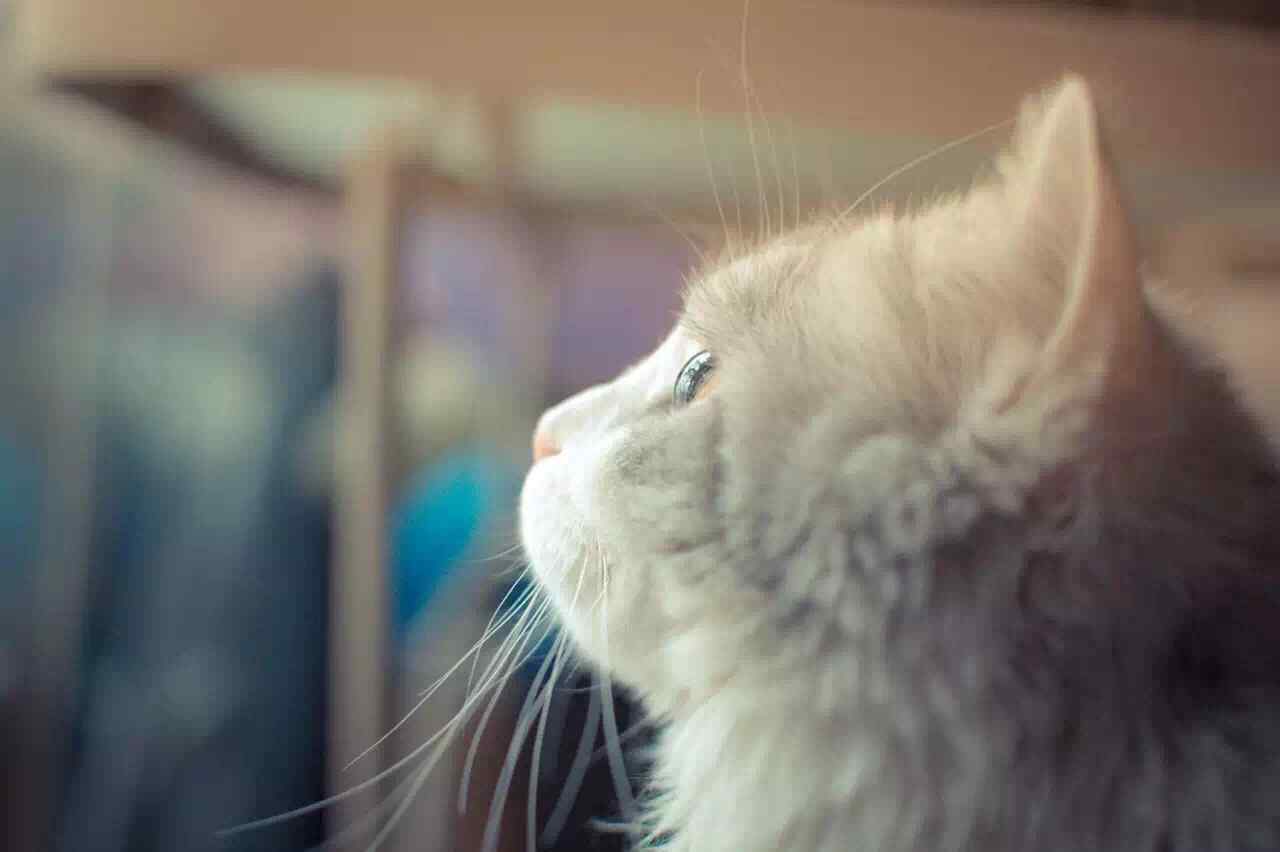 安静看着窗外的小布偶猫桌面壁纸