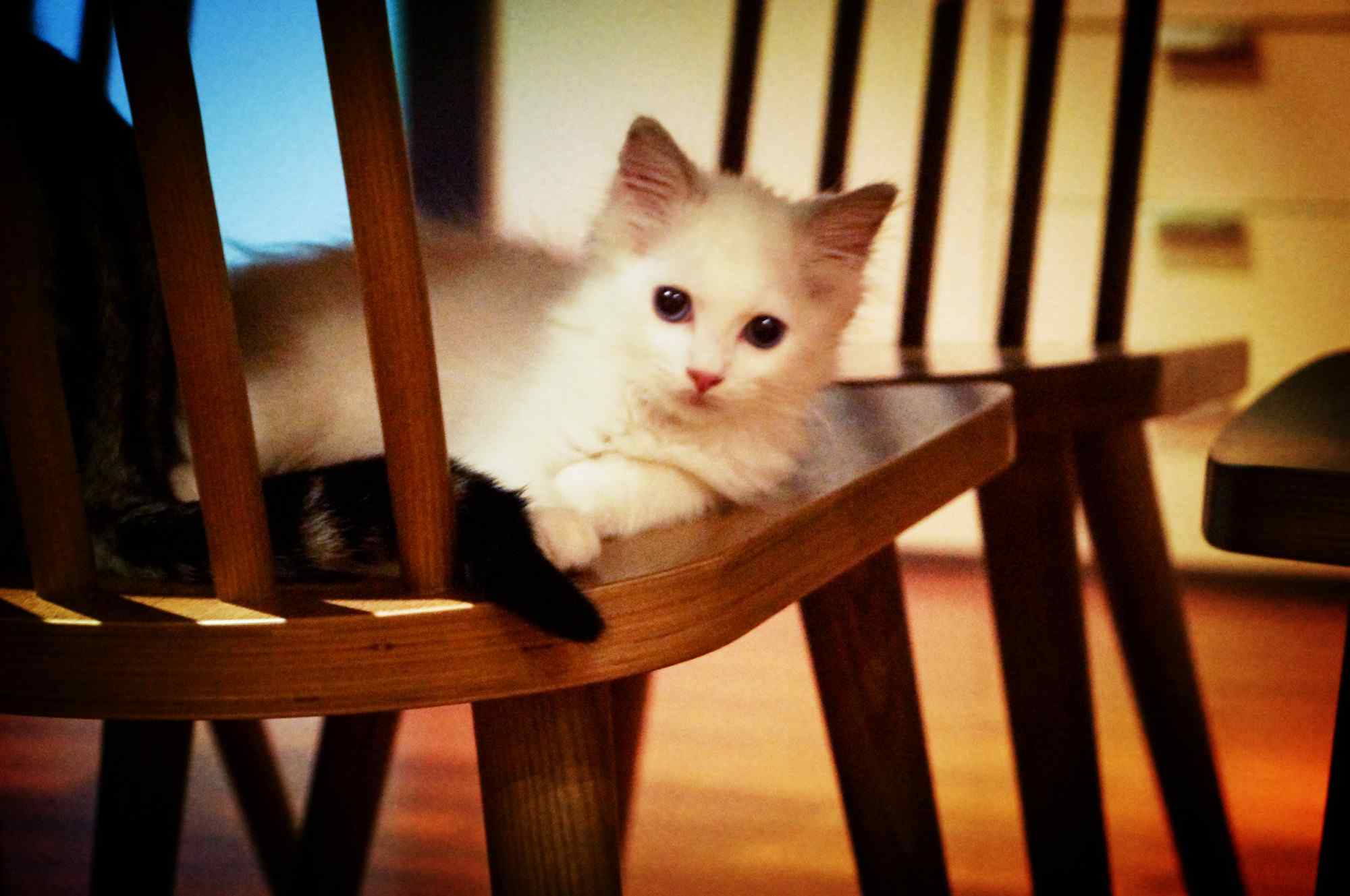 趴在椅子上的萌萌哒小布偶猫桌面壁纸