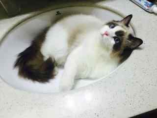 趴在水槽里的可爱呆萌布偶猫桌面壁纸