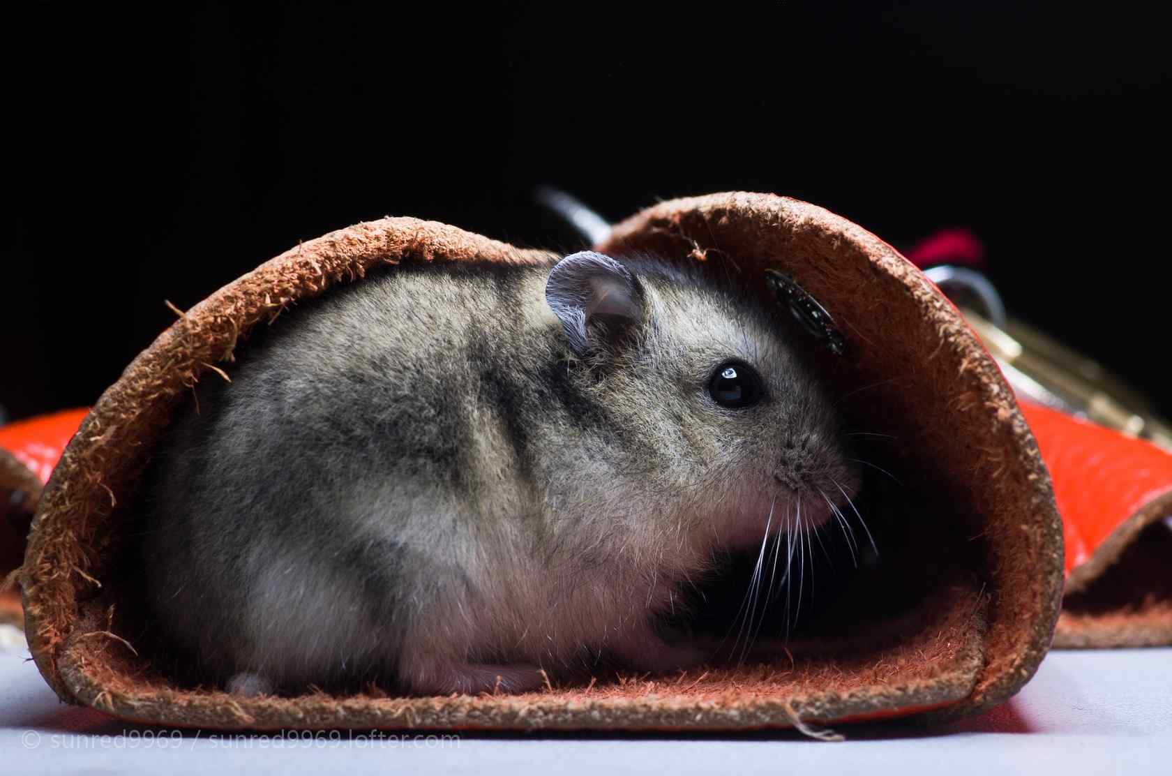 可爱小仓鼠躲在小皮圈里桌面壁纸