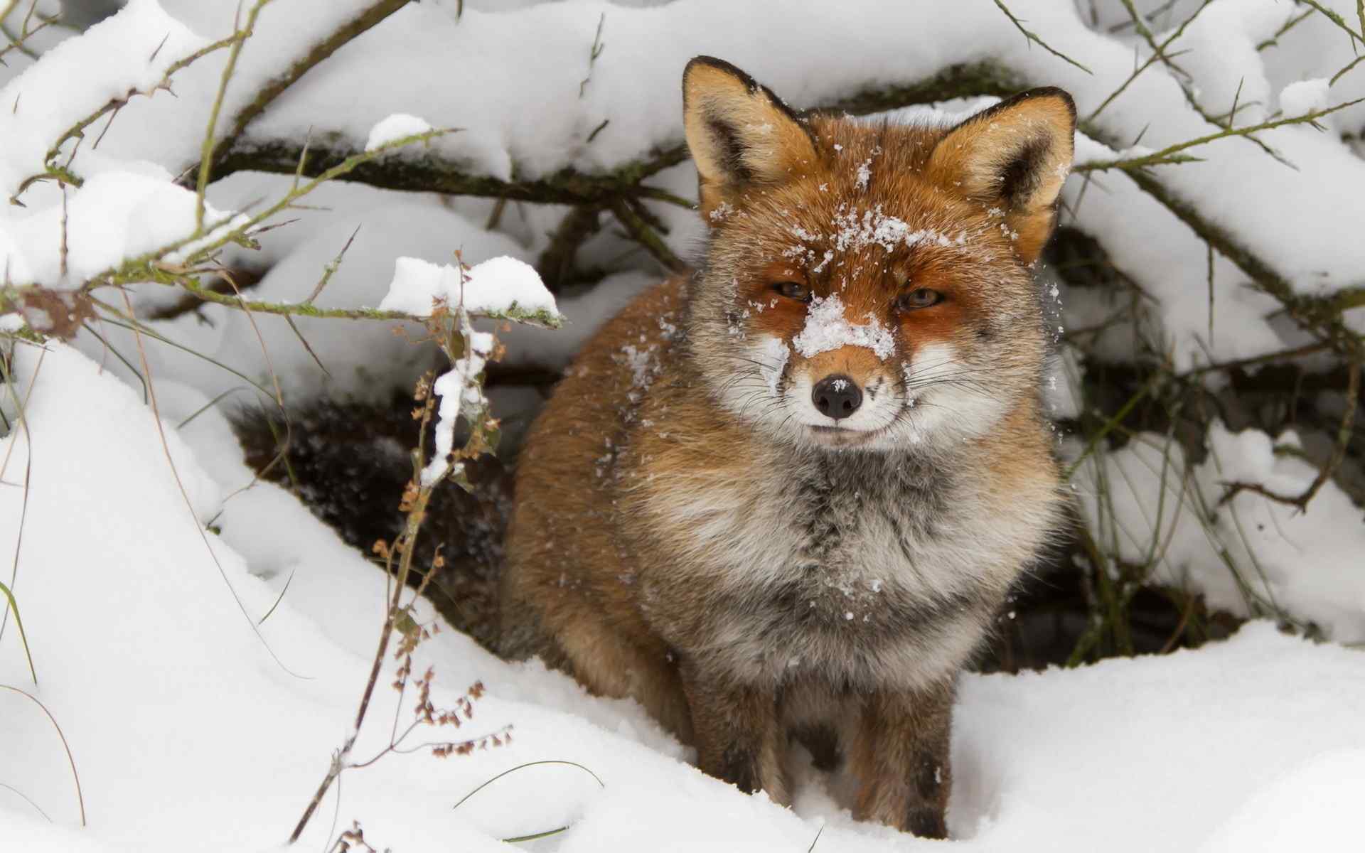雪地里的小狐狸高清电脑桌面壁纸