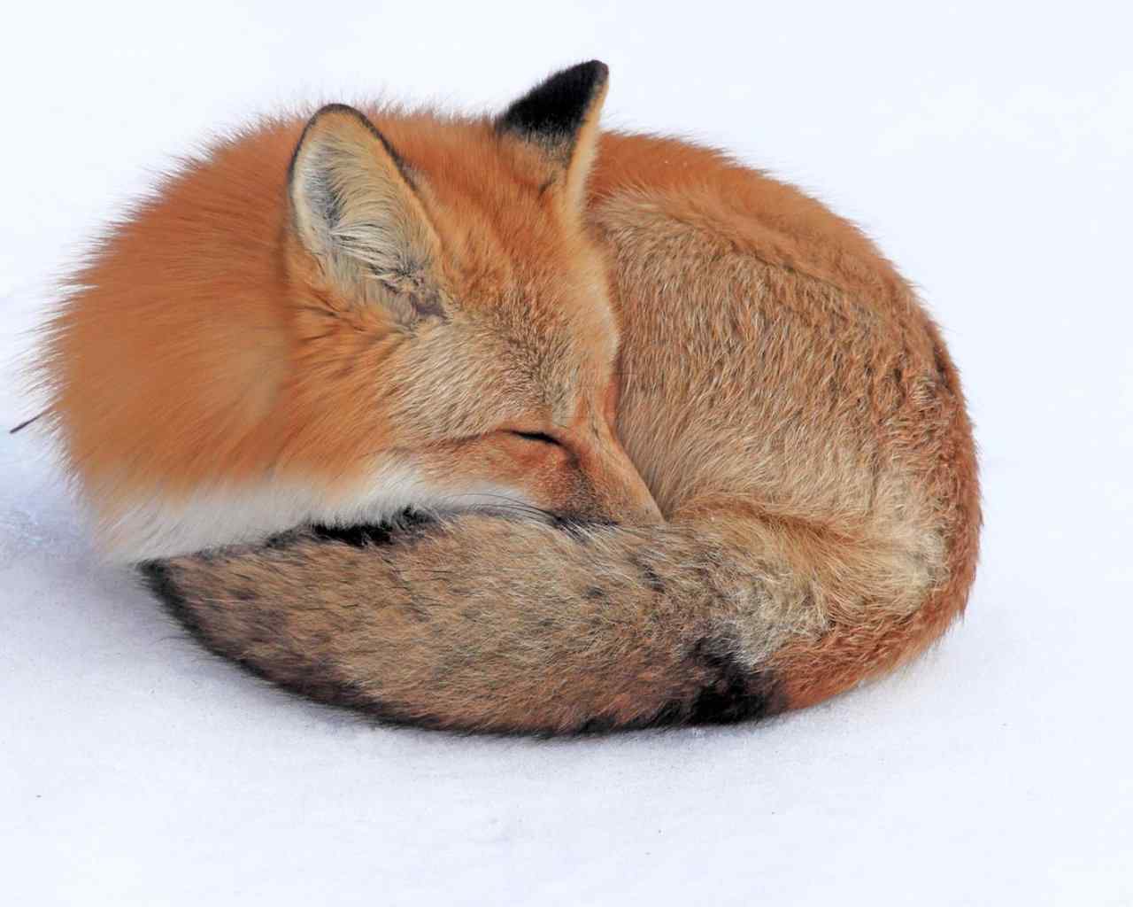 可爱酣睡的小狐狸高清电脑桌面壁纸