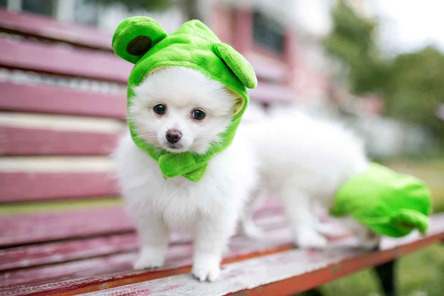 头戴绿帽子的可爱博美狗狗桌面壁纸