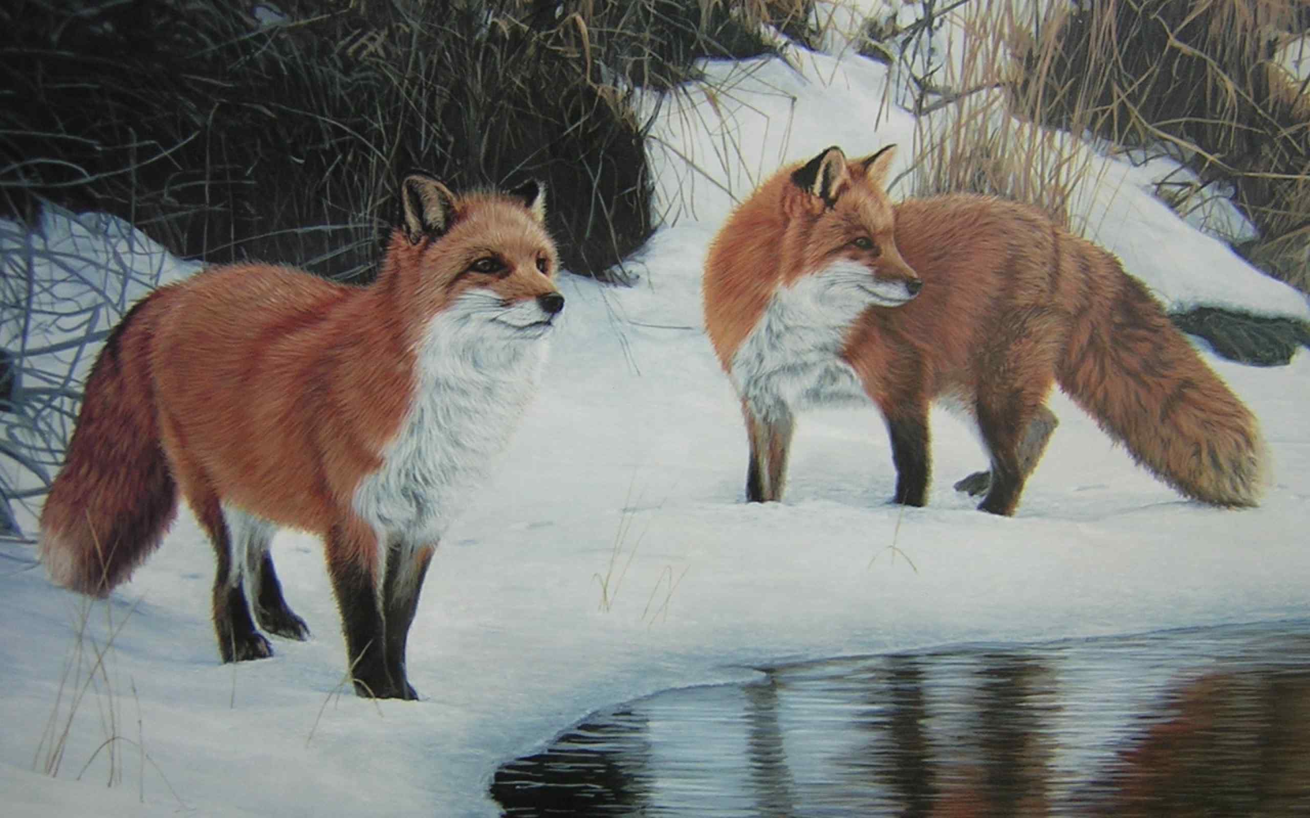 雪地湖边的狐狸高清电脑桌面壁纸