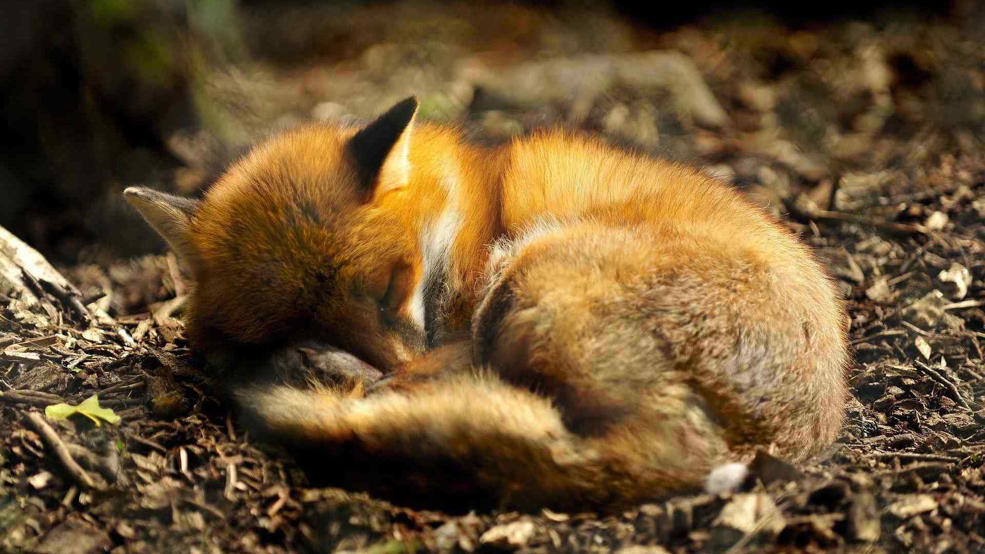 酣睡的小狐狸高清电脑桌面壁纸