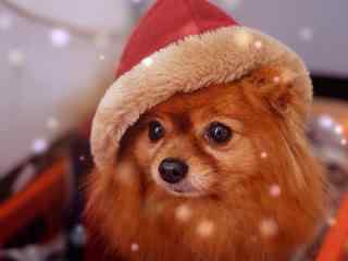 头戴圣诞帽子的可爱博美狗狗桌面壁纸