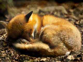 酣睡的小狐狸高清