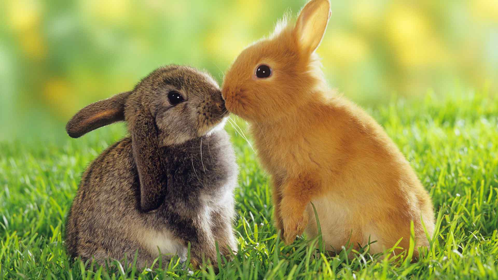 草地上亲吻的兔子电脑高清桌面壁纸