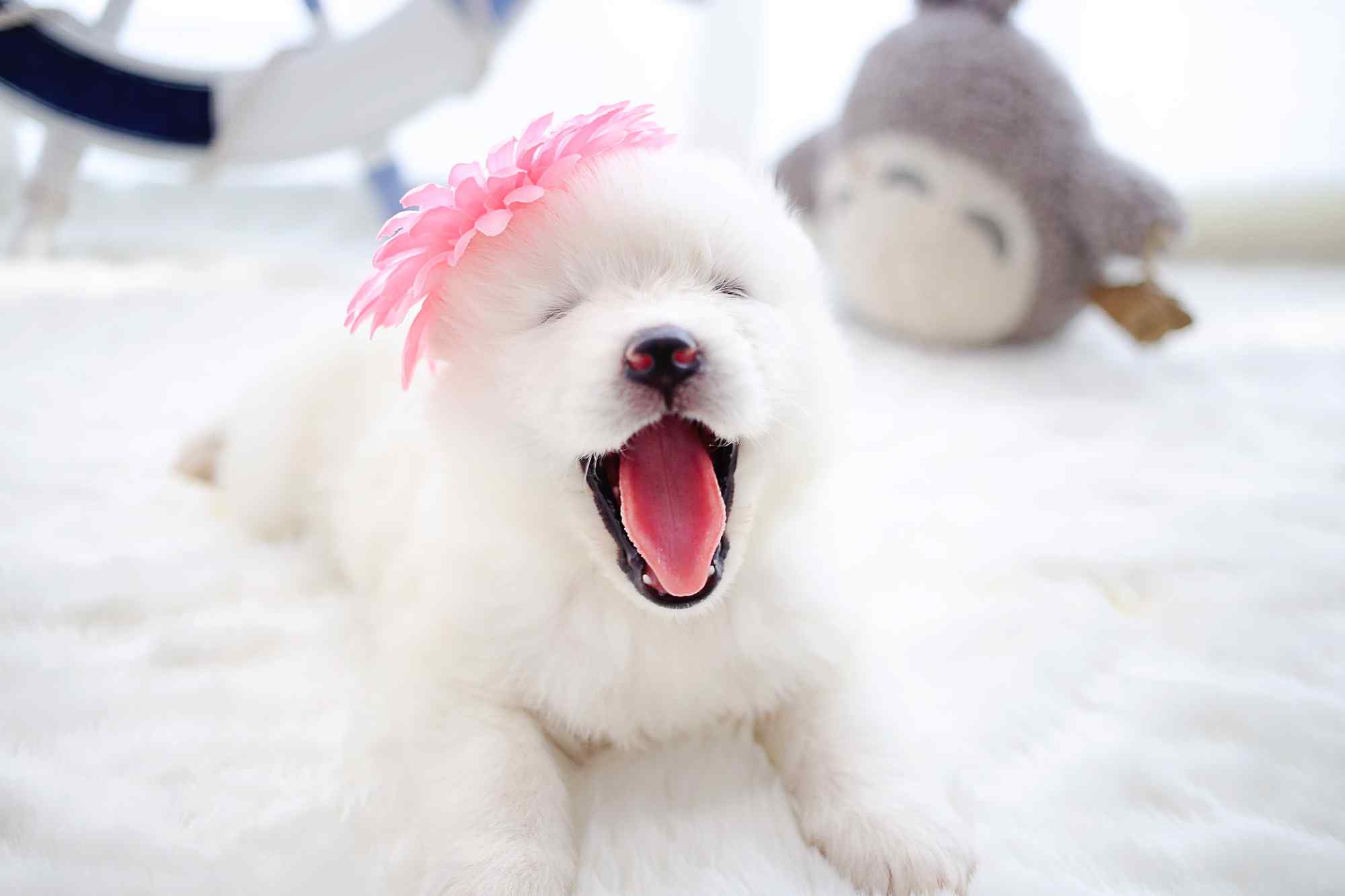 头戴粉色花朵的可爱萨摩耶小狗桌面壁纸
