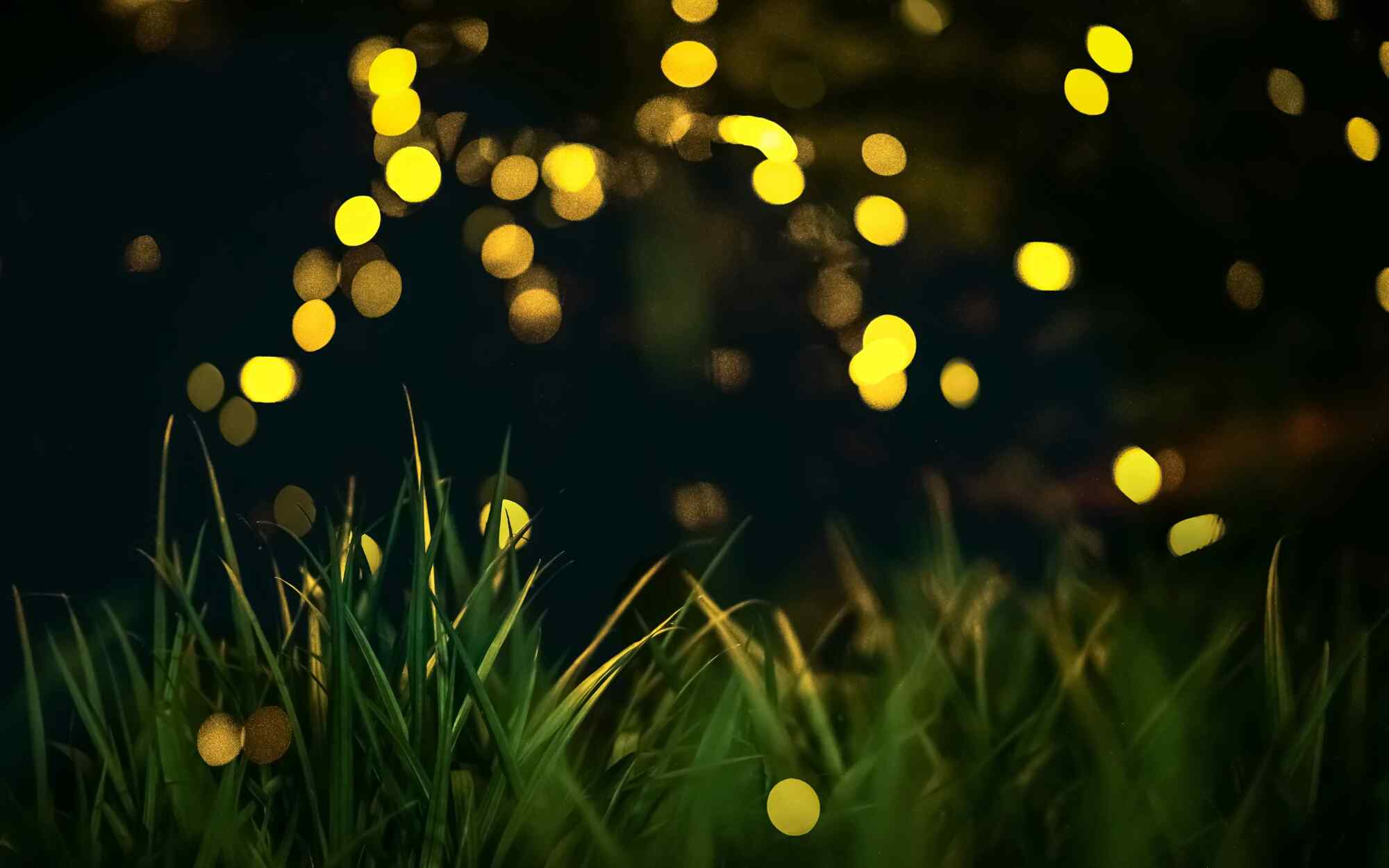 草地上的萤火虫图片桌面壁纸